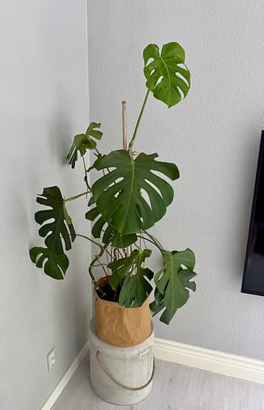 Stor Monstera 130cm inkl kruka