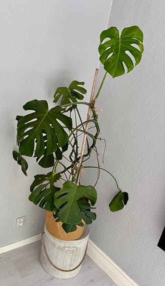 Stor Monstera 130cm inkl kruka