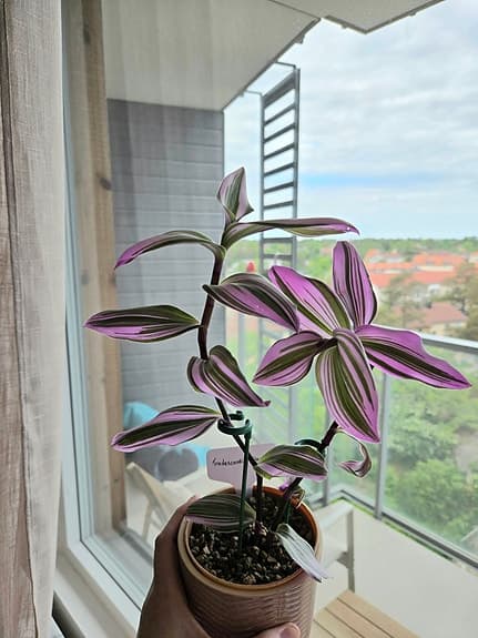 Vackra växter