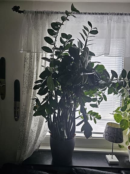 Stor grön krukväxt zamiakalla i kruka
