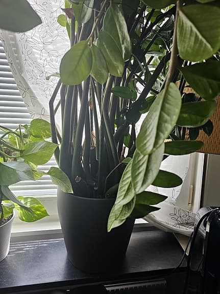 Stor grön krukväxt i svart kruka