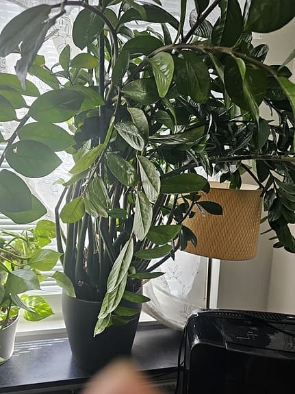 Stor grön krukväxt i svart kruka