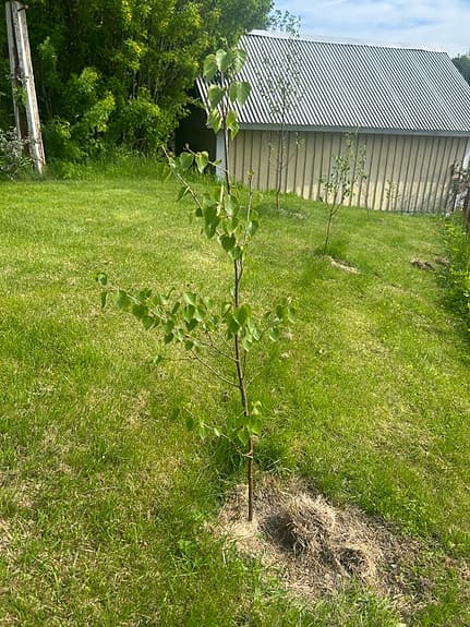 Ungt träd för plantering
