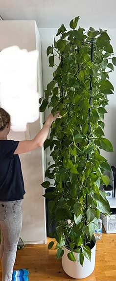 Stor gullranka ca 2,2 meter – frodig och välmående