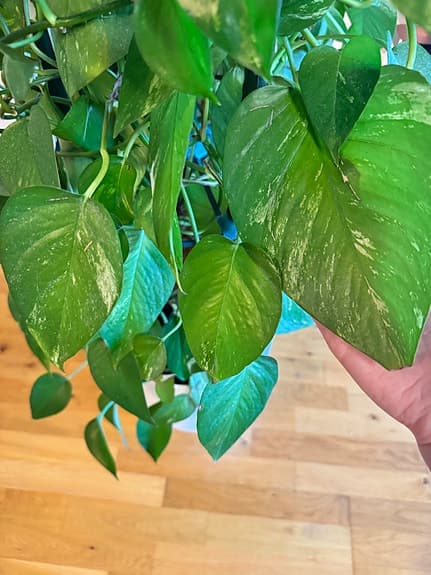 Stor gullranka ca 2,2 meter – frodig och välmående