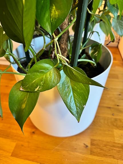 Stor gullranka ca 2,2 meter – frodig och välmående