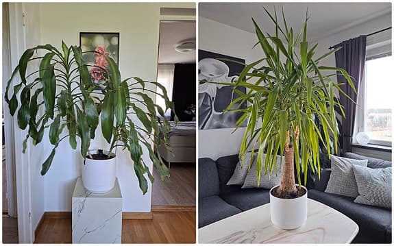 Fina stora växter i självbevattnande krukor. Dracena och Yuccapalm
