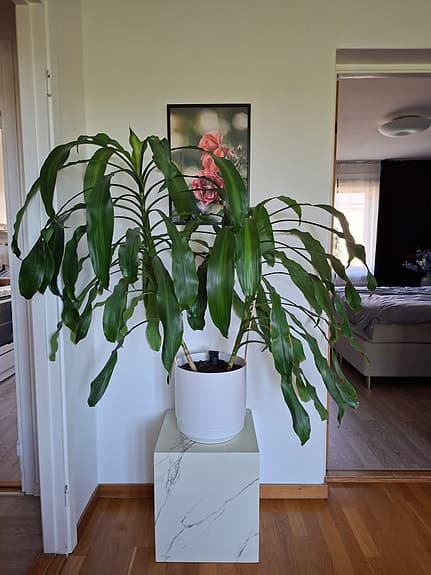 Fina stora växter i självbevattnande krukor. Dracena och Yuccapalm