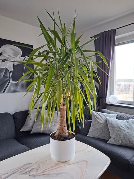 Fina stora växter i självbevattnande krukor. Dracena och Yuccapalm