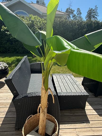 Bananträd i kruka