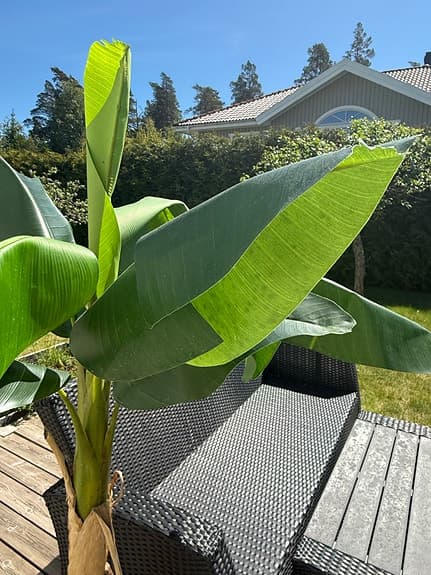 Bananträd i kruka