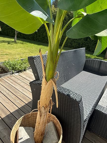 Bananträd i kruka