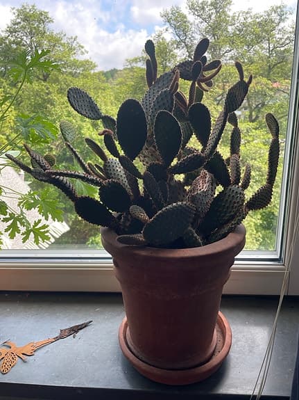 Stor kaktus i lerkruka trol Opuntia