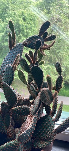 Stor kaktus i lerkruka trol Opuntia