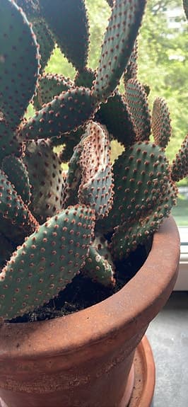 Stor kaktus i lerkruka trol Opuntia