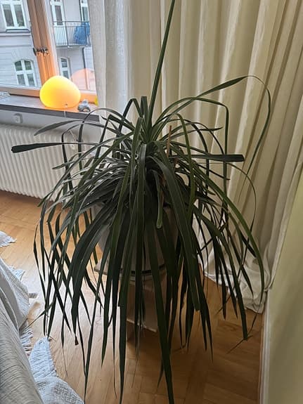 Stor grön växt inkl kruka