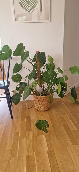 Stor och välmående monstera