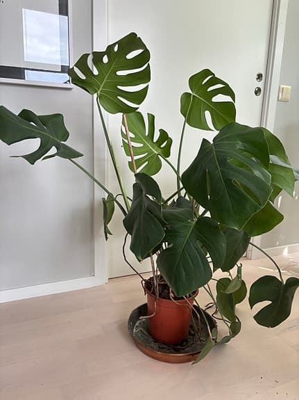 Monstera krukväxt, ca 85 cm hög
