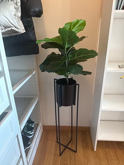 Mio krukväxt med svart ställning