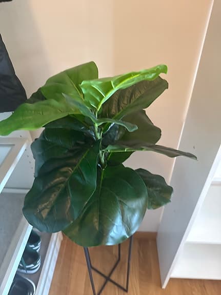 Mio krukväxt med svart ställning