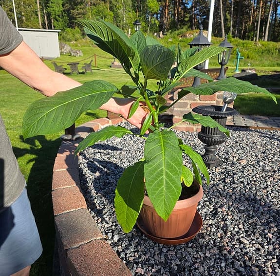 Stor rosa Änglatrumpet 75 cm med knoppar.