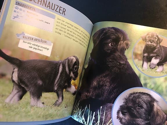 Två handböcker om hundar