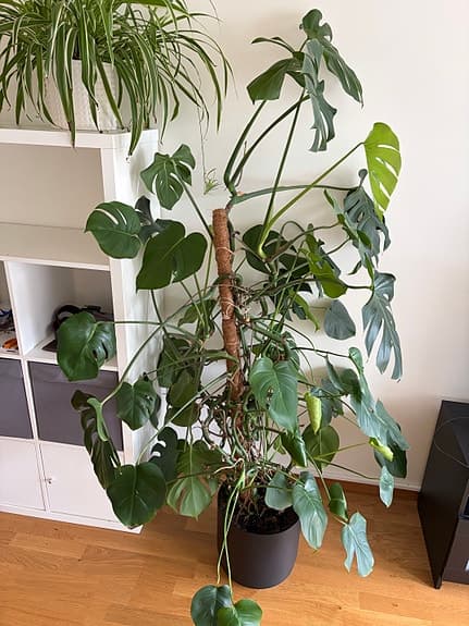 Monstera krukväxt stor grön