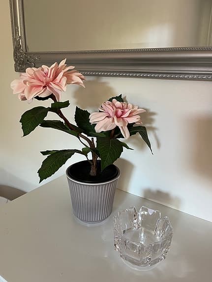 Dahlia Konstblomma