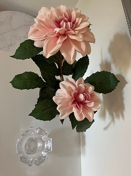 Dahlia Konstblomma
