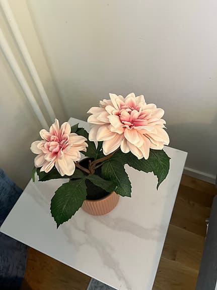 Dahlia Konstblomma
