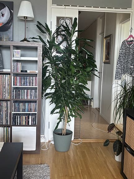 Stor grön krukväxt / inomhusplanta