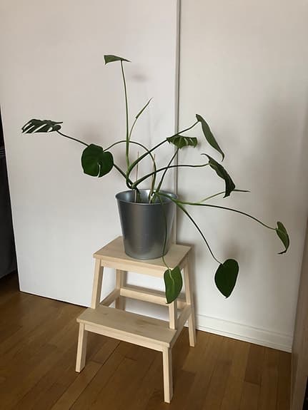 Gröna krukväxter olika sorter
