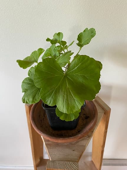 Röd Rosenknopp pelargon