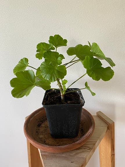 Röd Rosenknopp pelargon