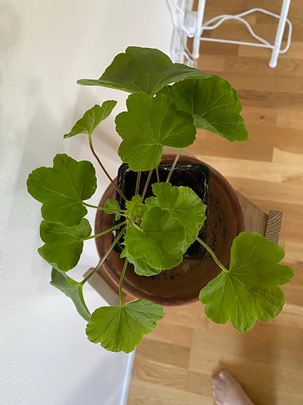 Röd Rosenknopp pelargon
