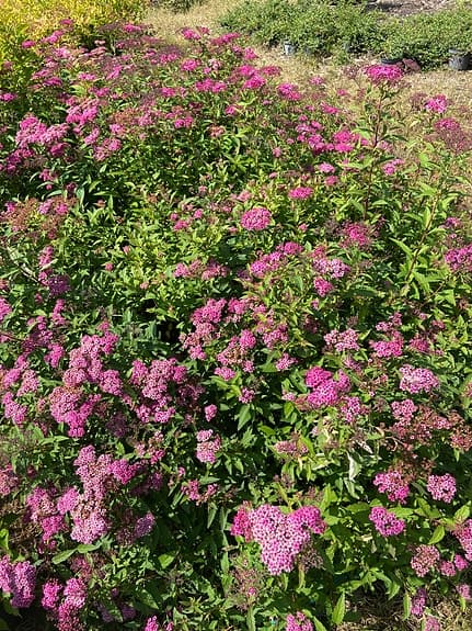 Röd Rosenspirea ( Spiraea x bumalda Anthony Water )