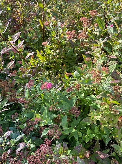 Röd Rosenspirea ( Spiraea x bumalda Anthony Water )