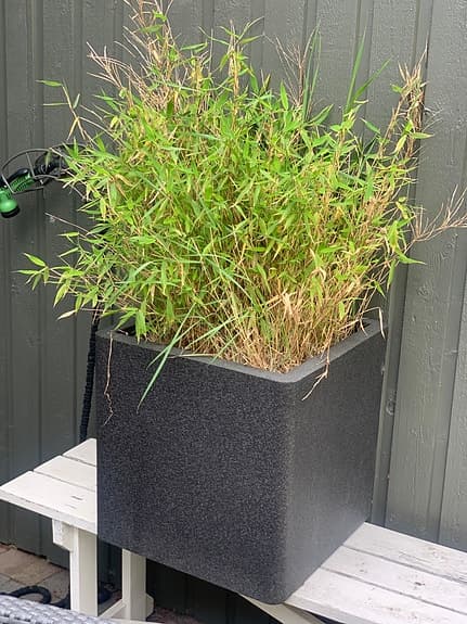 Bambu i frostfritt planteringskärl
