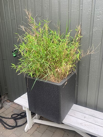 Bambu i frostfritt planteringskärl