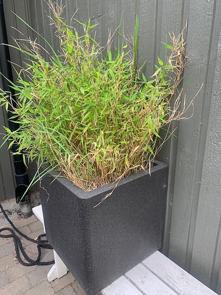Bambu i frostfritt planteringskärl