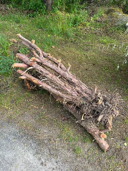 Stammar av idegran säljes