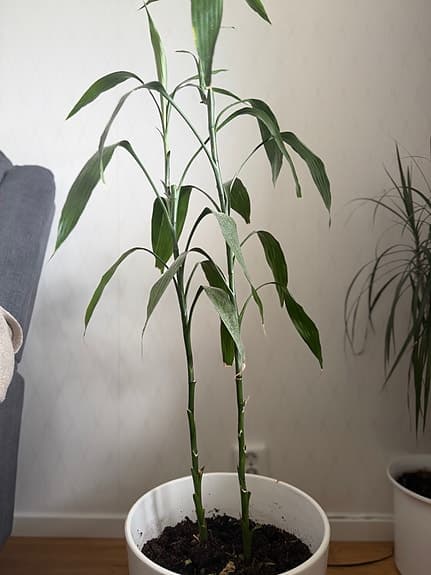 Grön krukväxt i vit kruka