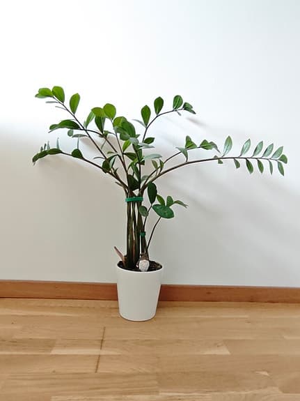 Zamioculcas zamiifolia