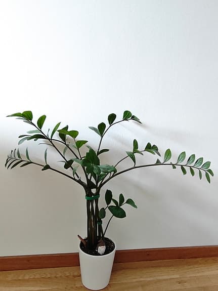Zamioculcas zamiifolia
