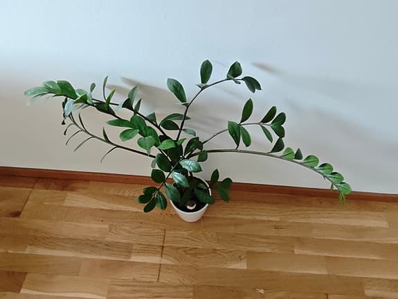Zamioculcas zamiifolia