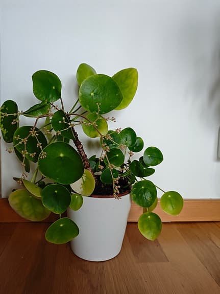 Pilea Elephant Ear Houseplant in White Pot