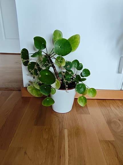 Pilea Elephant Ear Houseplant in White Pot