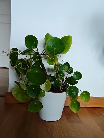 Pilea Elephant Ear Houseplant in White Pot
