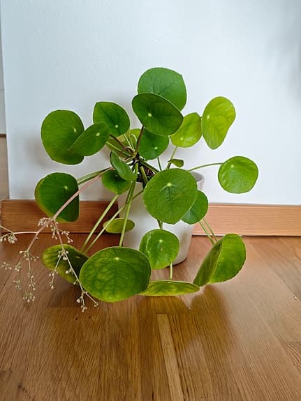 Pilea Elephant Ear Houseplant in White Pot