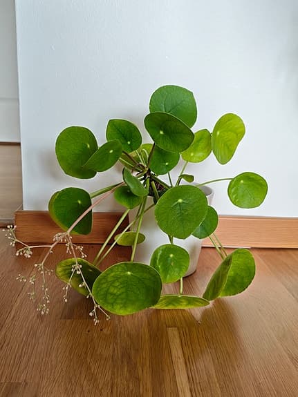 Pilea Elephant Ear Houseplant in White Pot